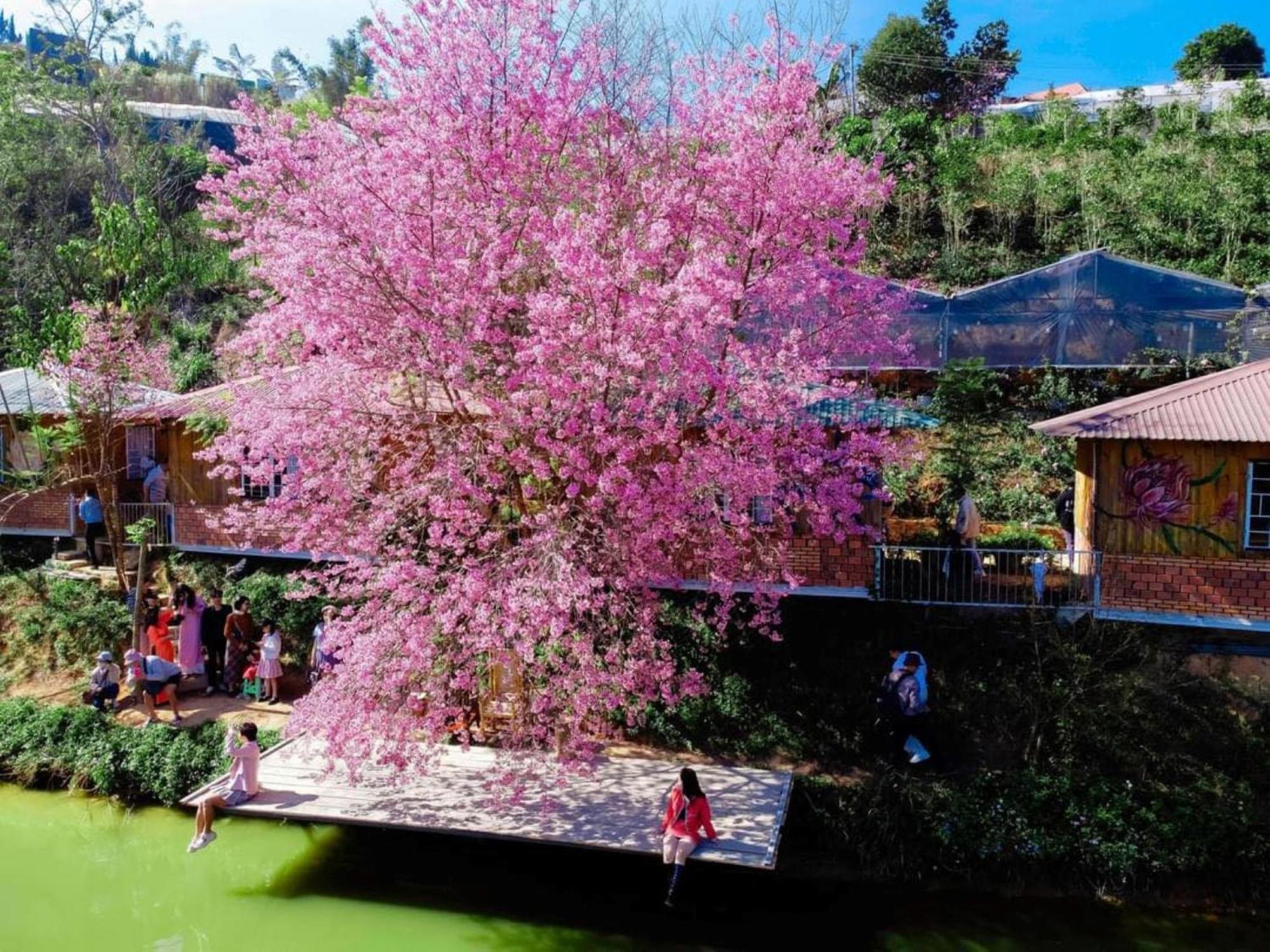 Nha Ben Ho - Da Lat Homestay Ngoại thất bức ảnh