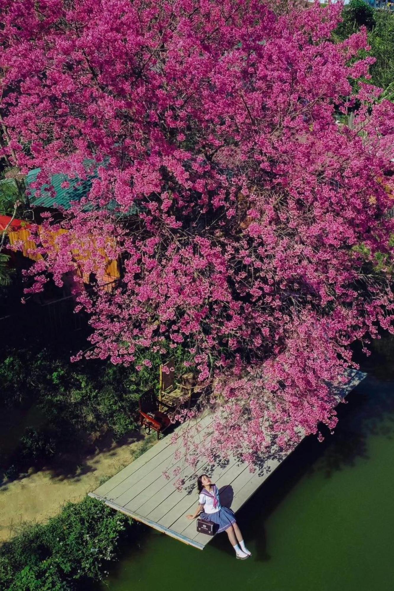 Nha Ben Ho - Da Lat Homestay Ngoại thất bức ảnh